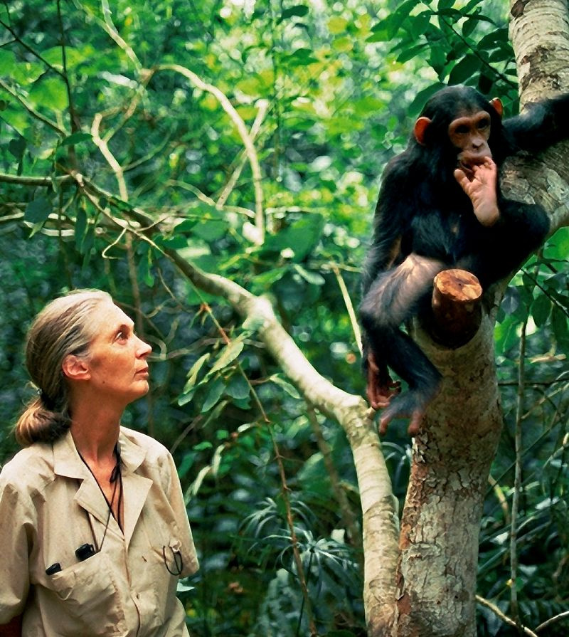 affiche du film Jane Goodall : Reasons for Hope 